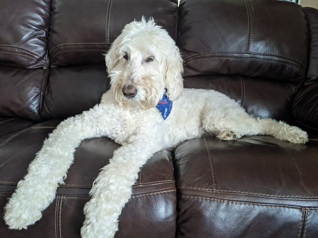 White doodle dog on couch