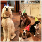 A white large dog and three smaller brown and white dogs in a kitchen with birthday hats on