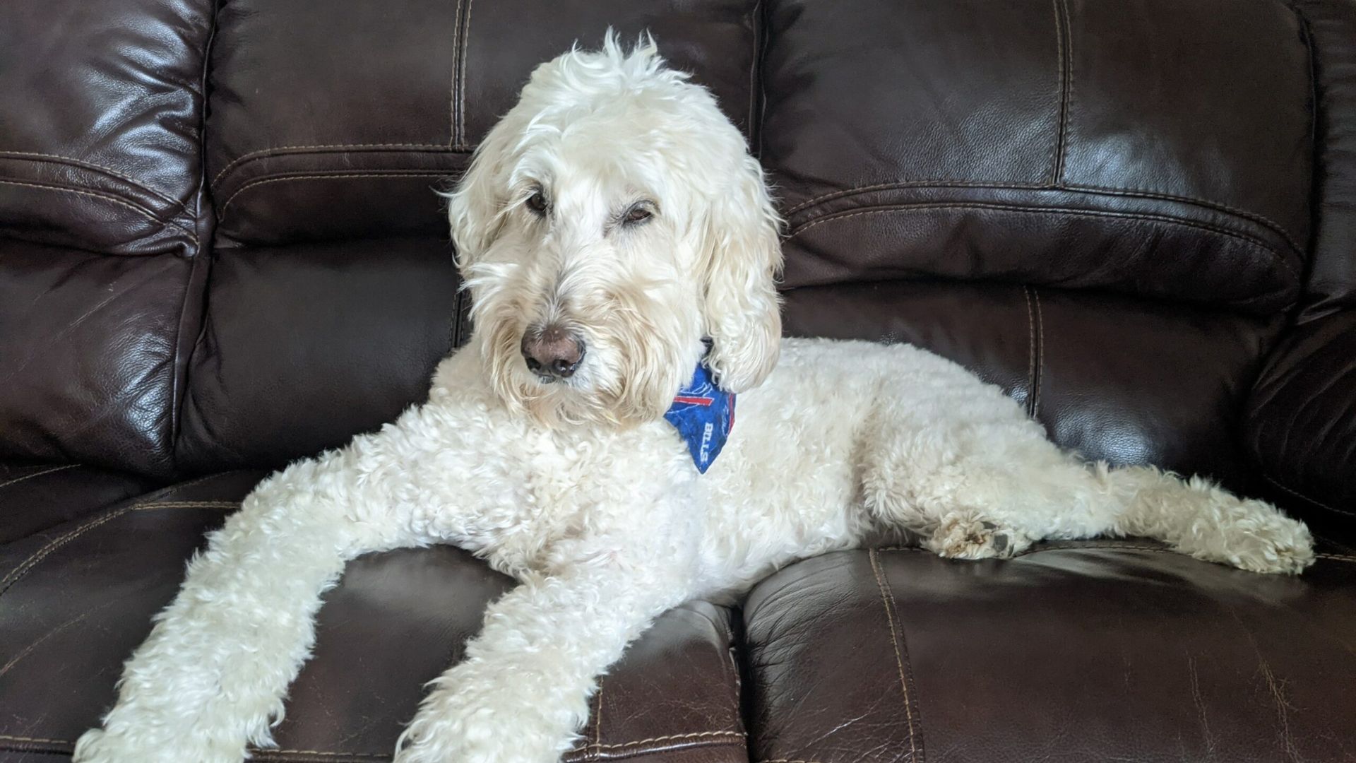 A large white dog with a blue scarf sitting on a brown leather couch