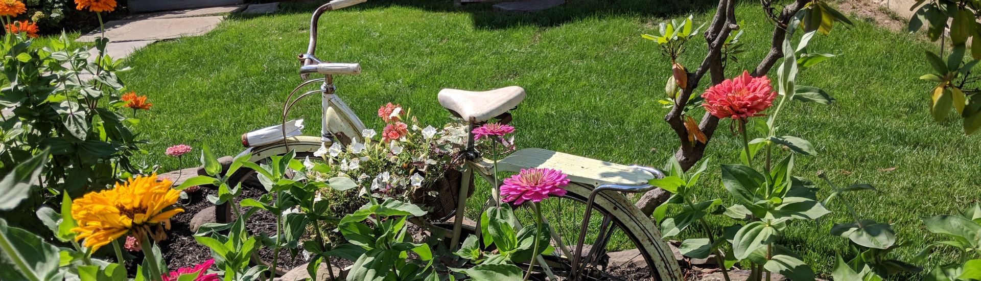 White bicycle standing in a garden with orange, yellow and pink flowers