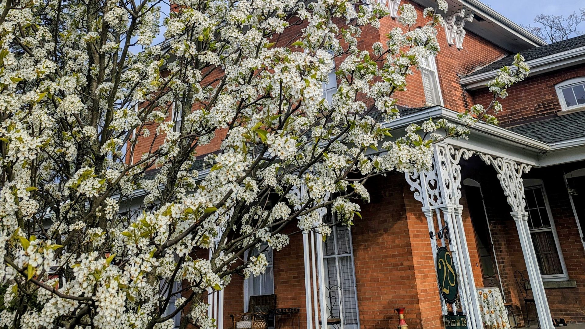 Large tree with white flowers in front of a brick home with decorative white columns and arched windows